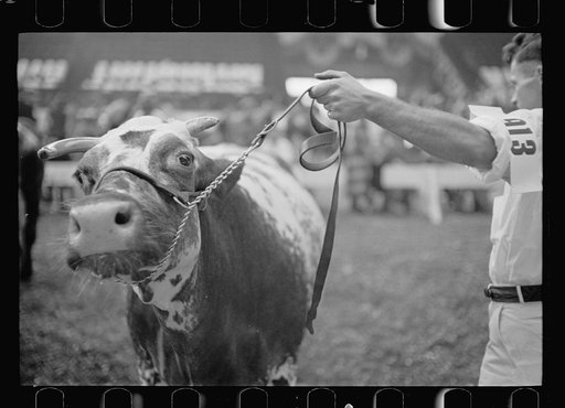 Untitled photo, possibly related to: Cattle experts at the stock show, Eastern States Fair, Springfield, Massachusetts