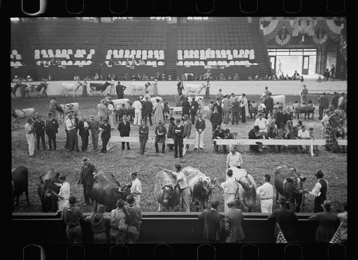 Untitled photo, possibly related to: Cattle experts at the stock show, Eastern States Fair, Springfield, Massachusetts