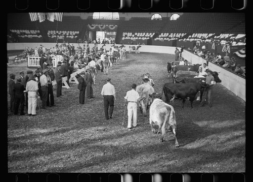 Untitled photo, possibly related to: Cattle experts at the stock show, Eastern States Fair, Springfield, Massachusetts