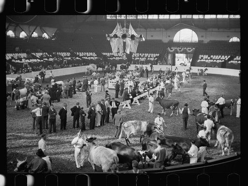 Untitled photo, possibly related to: Cattle experts at the stock show, Eastern States Fair, Springfield, Massachusetts