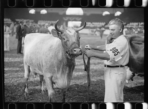 Cattle judging contest at the Eastern State Fair, Springfield, Massachusetts