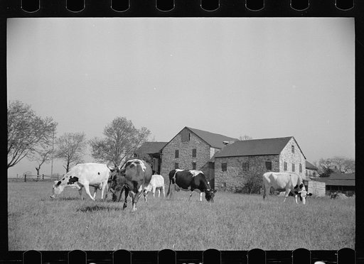 Untitled photo, possibly related to: Lloyd Kramer farm, Farmersville, Pennsylvania, Northampton farm site