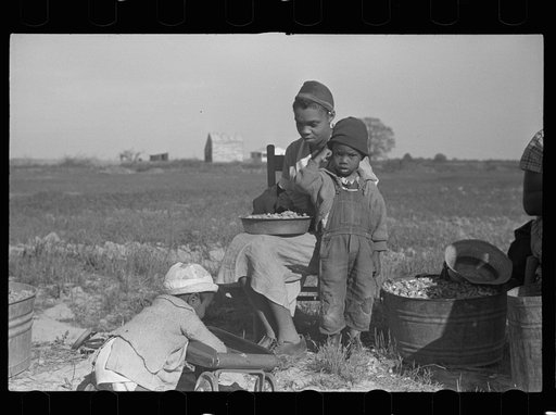 Snapping peanuts, Roanoke Farms, North Carolina