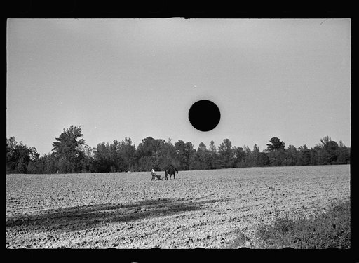 Untitled photo, possibly related to: Homesteader at Roanoke Farms, North Carolina