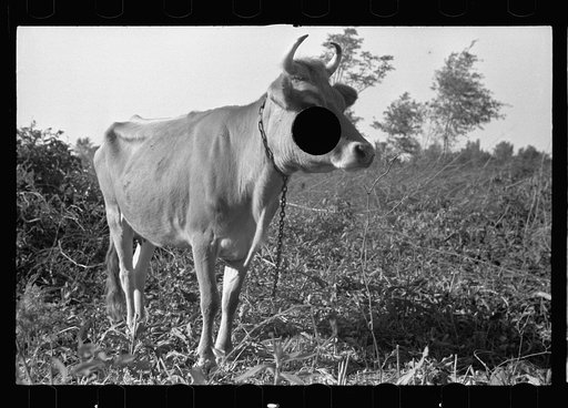 Untitled photo, possibly related to Roanoke farms, Enfield, North Carolina