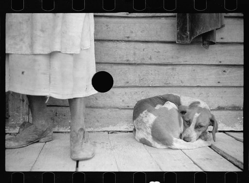 Untitled photo, possibly related to: Sharecropper and sharecropper's dog. North Carolina