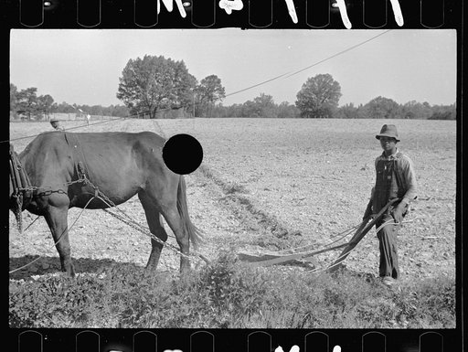 Untitled photo, possibly related to Roanoke farms, Enfield, North Carolina