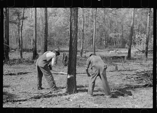 Land clearing on Roanoke Farms Project, North Carolina