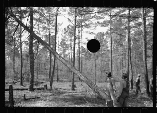 Untitled photo, possibly related to: Land clearing on Roanoke Farms Project, North Carolina