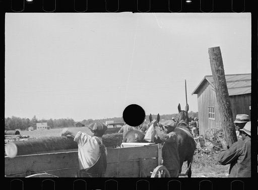 Untitled photo, possibly related to: Foreman checking out supplies as they are received by Negroes of the Roanoke Farms Project, North Carolina