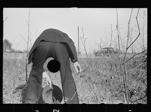 Untitled photo, possibly related to Roanoke Farms, Enfield, North Carolina