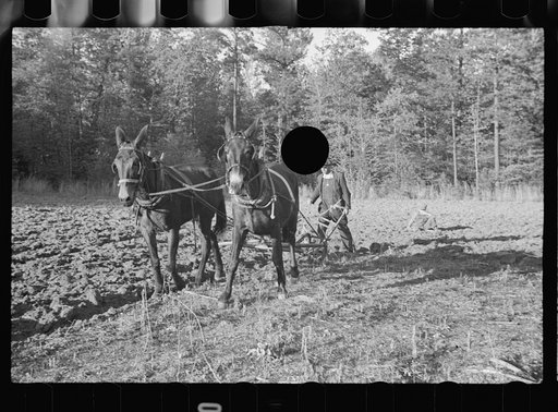 Untitled photo, possibly related to Roanoke farms, Enfield, North Carolina