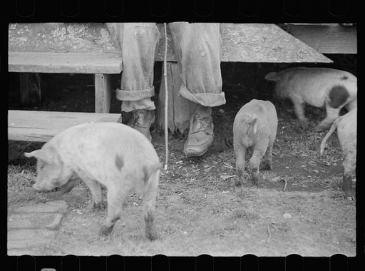 Untitled photo, possibly related to: North Carolina tenant farmer