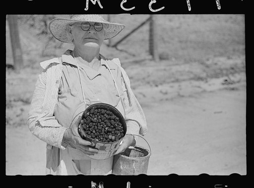 Grandmother MacDuffey with blackberries she has picked from nearby swamps.  Irwinville, Georgia