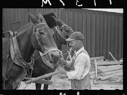 James MacDuffey muzzling mule to prevent it from eating corn in field, Irwinville Farms, Georgia