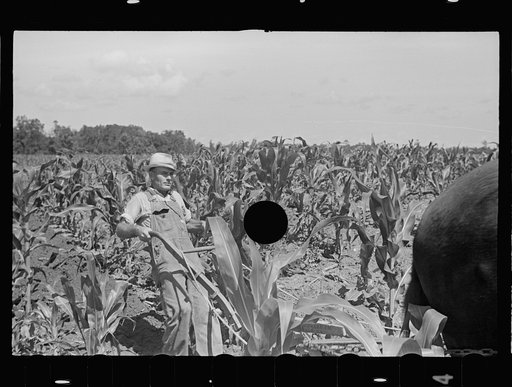 Untitled photo, possibly related to: James MacDuffey's two-horse farm unit, Irwinville Farms, Georgia