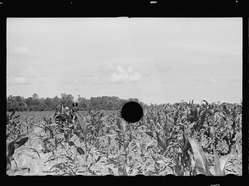 Untitled photo, possibly related to: James MacDuffey's two-horse farm unit, Irwinville Farms, Georgia