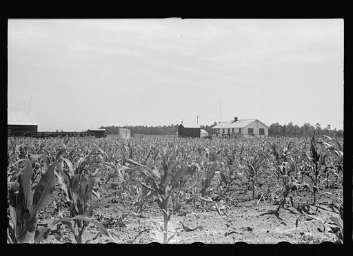 James MacDuffey's two-horse farm unit, Irwinville Farms, Georgia