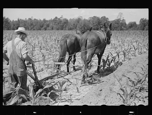 Untitled photo, possibly related to: James MacDuffey's two-horse farm unit, Irwinville Farms, Georgia