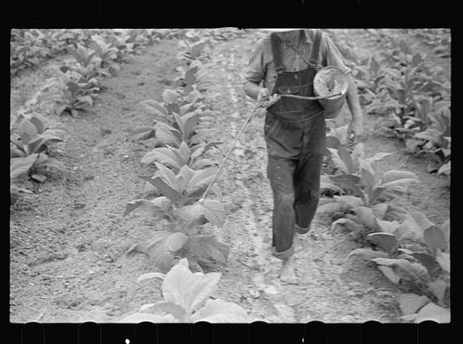 Untitled photo, possibly related to: Farmer, Irwinville Farms, Georgia