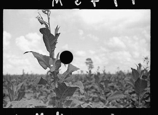 Untitled photo, possibly related to: Farmer, Irwinville Farms, Georgia