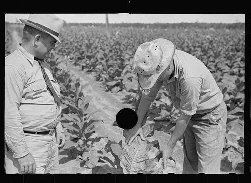 Untitled photo, possibly related to: Farmer, Irwinville Farms, Georgia