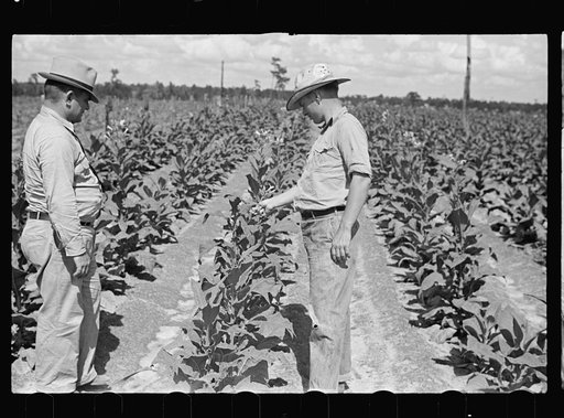Untitled photo, possibly related to: Farmer, Irwinville Farms, Georgia