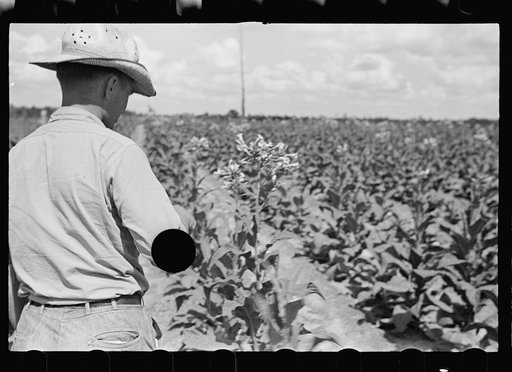Untitled photo, possibly related to: Farmer, Irwinville Farms, Georgia