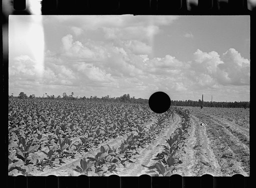 Untitled photo, possibly related to: Farmer, Irwinville Farms, Georgia