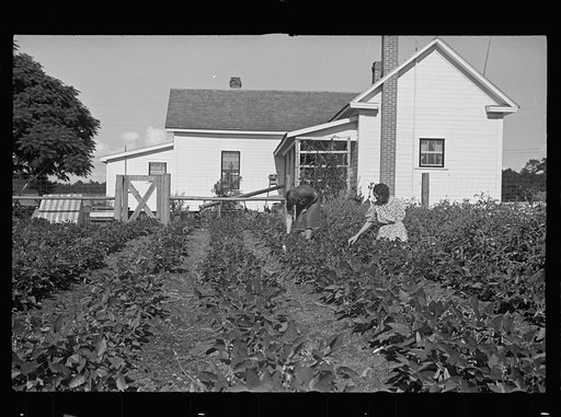 Untitled photo, possibly related to: Mrs. Cole in her garden, Irwinville Farms, Georgia