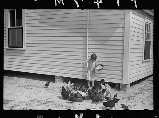Untitled photo, possibly related to: Mrs. Cole in her garden, Irwinville Farms, Georgia