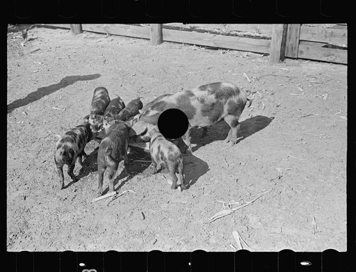 Untitled photo, possibly related to: Feeding pigs. Irwinville Farms, Ga.