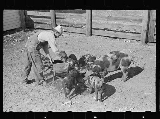 Feeding pigs. Irwinville Farms, Ga.