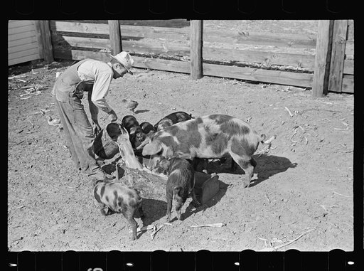 Untitled photo, possibly related to: Feeding pigs. Irwinville Farms, Ga.