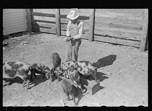 Feeding pigs. Irwinville Farms, Georgia
