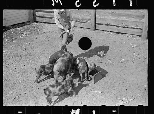 Untitled photo, possibly related to: Feeding pigs. Irwinville Farms, Ga.
