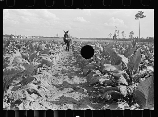 Untitled photo, possibly related to: Cultivating tobacco on one of the Irwinville Farms, Georgia