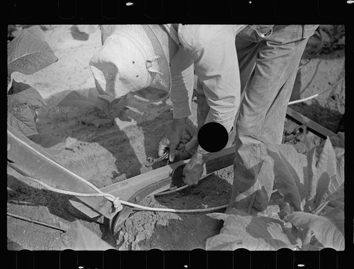 Untitled photo, possibly related to: Cultivating tobacco on one of the Irwinville Farms, Georgia