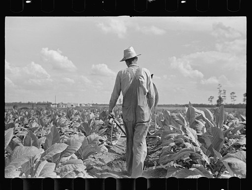 Cultivating tobacco on one of the Irwinville Farms, Georgia