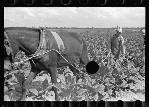 Untitled photo, possibly related to: Cultivating tobacco on one of the Irwinville Farms, Georgia