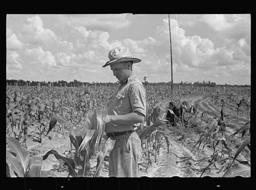 Chester Foster in his corn field. Irwinville Farms, Georgia