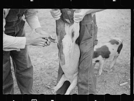 Innoculating a hog for cholera. Irwinville Farms, Georgia