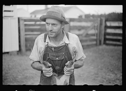 Untitled photo, possibly related to: Innoculating a hog for cholera. Irwinville Farms, Georgia