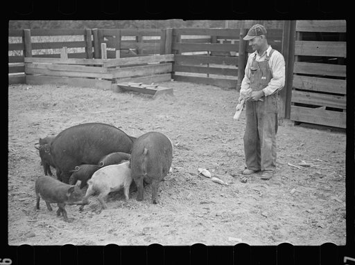 Untitled photo, possibly related to: Feeding pigs. Irwinville Farms, Ga.