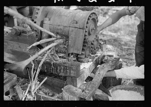 Sorghum cane being crushed for juice at Lancaster Co., Nebraska, sorghum mill
