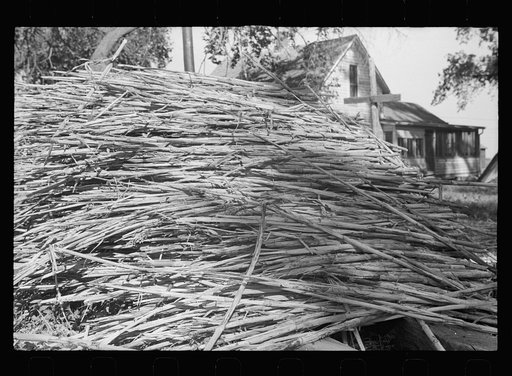 Sorghum cane of which syrup will be made. Sorghum mill, Lancaster, County, Nebraska
