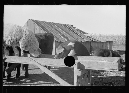 Untitled photo, possibly related to: Farmer feeding calves. Republic County, Kansas