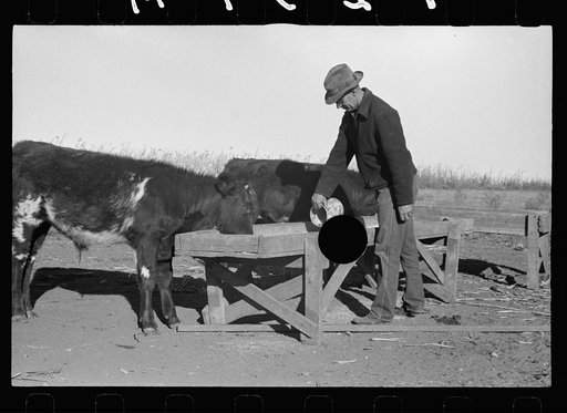 Untitled photo, possibly related to: Farmer feeding calves. Republic County, Kansas