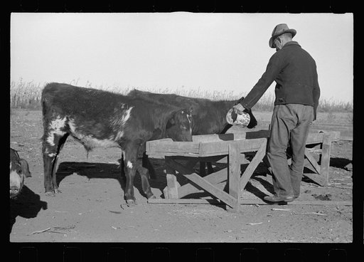 Farmer feeding calves. Republic County, Kansas