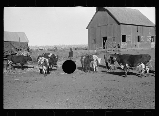 Untitled photo, possibly related to: Farmer feeding calves. Republic County, Kansas